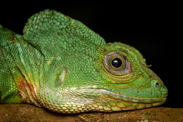 green iguana on a black background