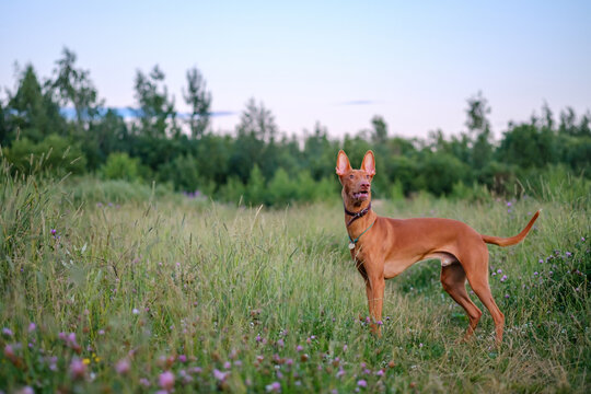 The young adult pharaoh hound breed dog walks in nature. Evening time grass field.
