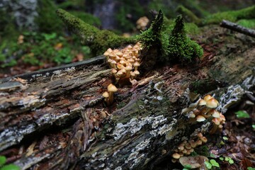 Forest Sulphur tuft mushrooms