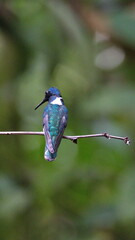 White-necked jacobin (Florisuga mellivora) hummingbird perched on a twig in Mindo, Ecuador