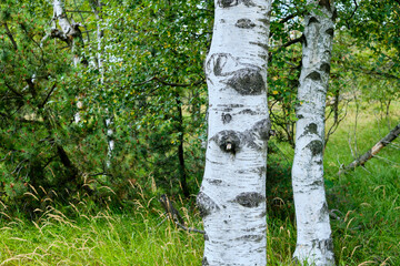 Cluster of birch trees in a high bog environment. 