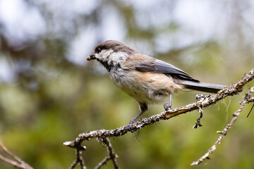 Siberian Tit