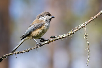 Siberian Tit