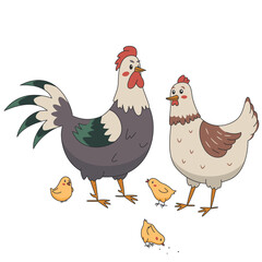 Rooster cock with hen and chicks isolated on white