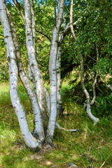 Cluster of birch trees in a high bog environment.