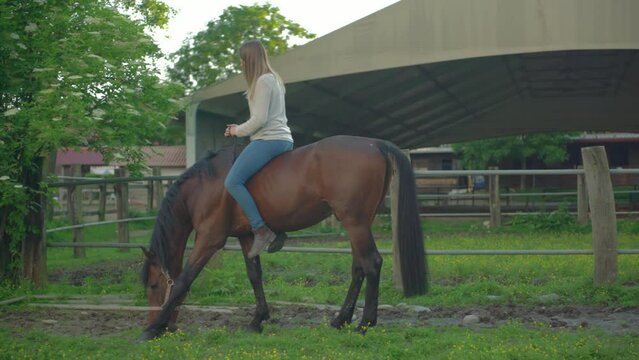 Young woman learn riding a horse. Brawn horse walking in an arena with female rider on its back.