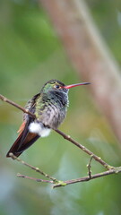 Rufous-tailed hummingbird (Amazilia Tzatcl) perched on a twig in Mindo, Ecuador