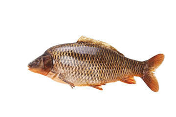 Large specimen of raw common carp