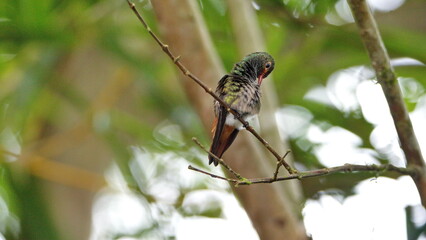Rufous-tailed hummingbird (Amazilia Tzatcl) perched on a twig, preening, in Mindo, Ecuador