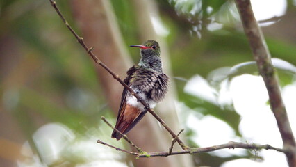 Rufous-tailed hummingbird (Amazilia Tzatcl) perched on a twig in Mindo, Ecuador