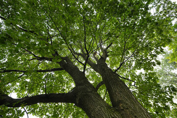landscape of Central Park, New York, America. photo during the day.