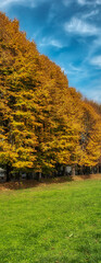 Trees and fall colors of Lucca - Italy