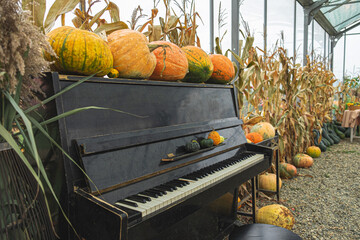 The piano is decorated with pumpkins. Halloween decoration with pumpkins.
Variety of edible and...