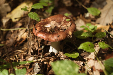 Wild edible forest mushrooms growing in the autumn forest 