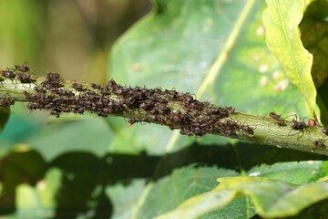 Many Variegated oak aphids (Lachnus roboris) on a young stem of an oak (Quercus). Autumn, Dutch garden