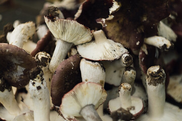 Wooden basket full of fresh forest mushrooms