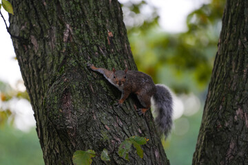 squirrel. squirrel on a tree trunk. photo during the day.
