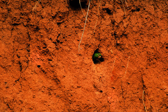 Green Bird. Maritaca  verde. Maritaca no ninho. 