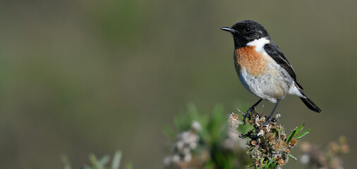 European stonechat // Schwarzkehlchen (Saxicola rubicola)