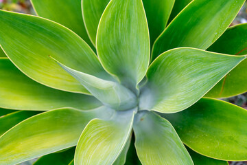 Fat green plant, close up macro view