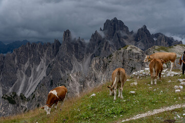 Fototapeta na wymiar cows in the dolomites 