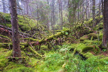 Fallen tree in a ravine at the wilderness