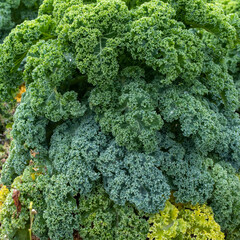 green cabbage bush in the garden. Fresh and healthy. Diet food.