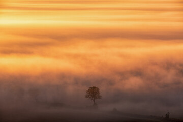 Single tree in morning fog on a field