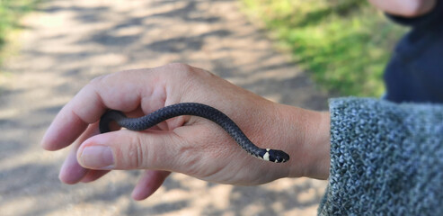Hand holding harmless baby natrix grass snake found in Danish wild nature