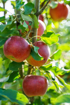 Ripe red autumn apples hang surrounded by green foliage on a branch of an apple tree