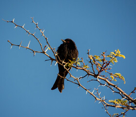 Fork-tailed Drongo