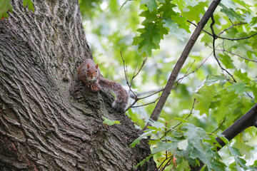 Obraz premium squirrel. squirrel on a tree trunk. photo during the day.