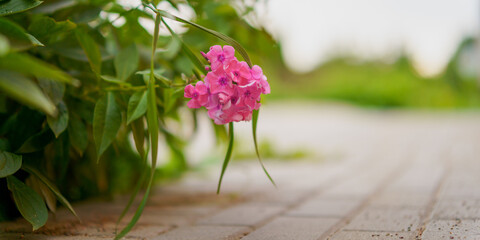 red flower growing near the sidewalk