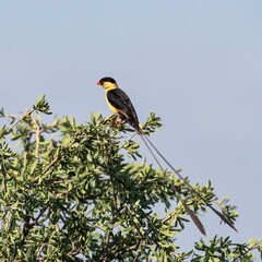 Shaft-tailed Whydah