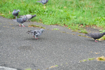 Fototapeta premium doves. pigeons in the park. photo during the day.