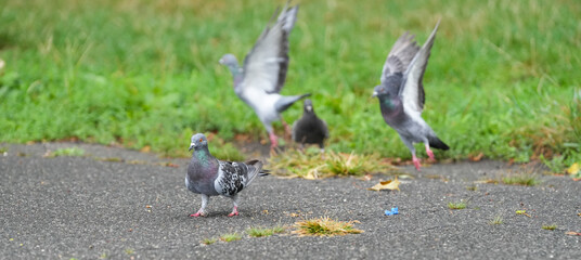 doves. pigeons in the park. photo during the day.