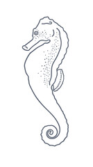 Sea Horse. Dark gray vector linear silhouette of a seahorse isolated on white background. For decoration of events related to the sea and the ocean.