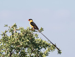 Fototapeta premium Shaft-tailed Whydah
