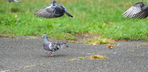 doves. pigeons in the park. photo during the day.