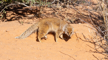 Yellow Mongoose