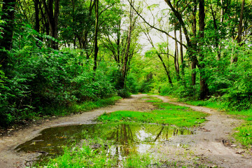 lush green deciduous forest scene. muddy footpath and puddle after rain. dense foliage. bright green summer colors. grass patch on the road. brown tree trunks. reflection on the water. 