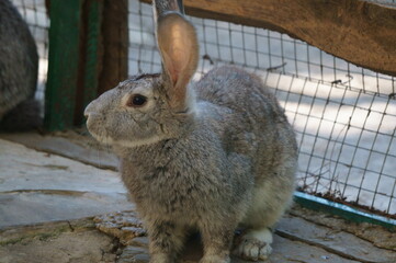 rabbit in the zoo