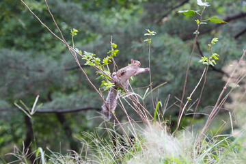 squirrel. squirrel on a tree trunk. photo during the day.