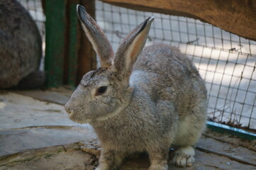 rabbit in the zoo