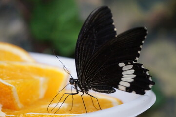 A butterfly on a plate with oranges.