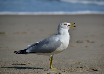 Fototapeta na wymiar Adult Ring-billed Gull calling on the beach in Florida