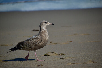 Juvenile Herring Gull strolling aong the beach in Florida