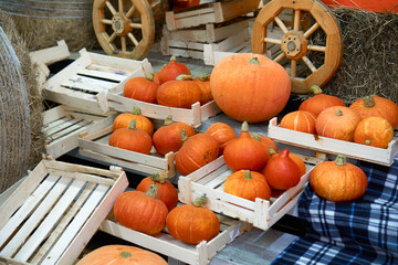 autumn harvest concept. Bunch of orange pumpkins inside wooden boxes, wagon with wheels, stack of...