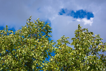 walnuts on a tree