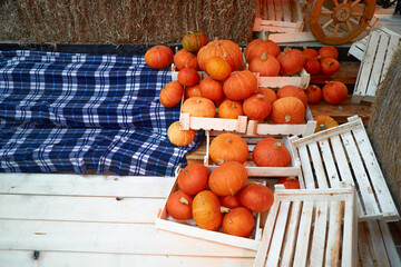 autumn harvest concept. Bunch of orange pumpkins inside wooden boxes, stack of hay, checkered blue plaid festival, thanksgiving day, helloween. counter for sale,rural still life,agriculture, farming